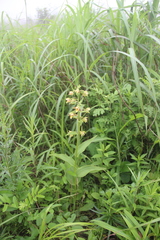 Epipactis thunbergii