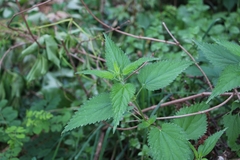 Urtica dioica