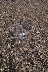 Staurostoma mertensii