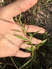 Solidago speciosa jejunifolia