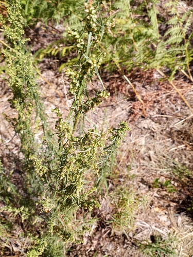 iNaturalist observation photo of Tarragon