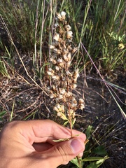 Solidago speciosa jejunifolia