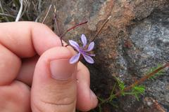 Prismatocarpus diffusus