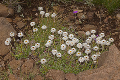 Helichrysum marginatum