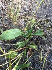 Solidago speciosa jejunifolia