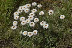 Helichrysum marginatum