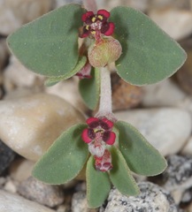 Euphorbia cinerascens