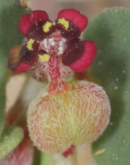 Euphorbia cinerascens