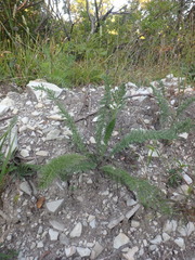 Achillea setacea