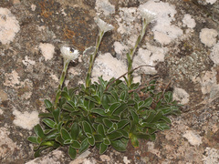 Helichrysum marginatum