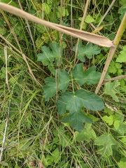Heracleum sphondylium sibiricum
