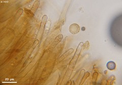 Plicariella flavovirens