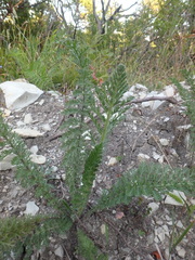 Achillea setacea