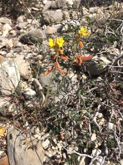 Hoffmannseggia oxycarpa