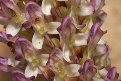 Disa fragrans
