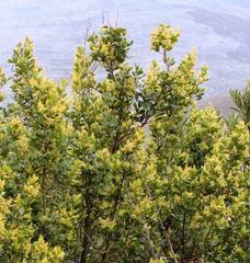 Searsia lucida lucida