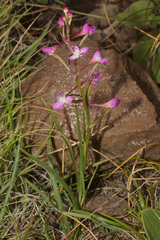 Disa oreophila erecta