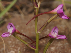 Disa oreophila erecta