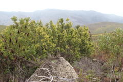 Searsia lucida lucida