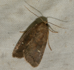 Pseudorthodes