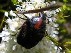 Trichostetha capensis