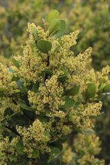 Searsia lucida lucida