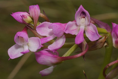 Disa oreophila erecta