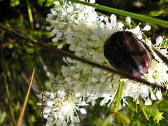 Trichostetha capensis