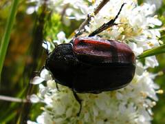 Trichostetha capensis