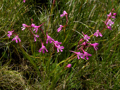 Disa oreophila erecta