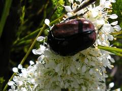 Trichostetha capensis