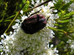 Trichostetha capensis
