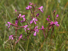 Disa oreophila erecta