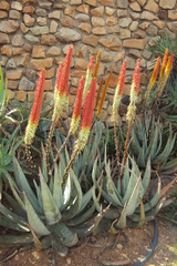 Aloe petricola