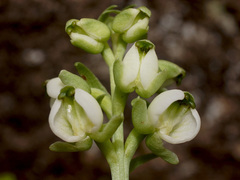 Pterygodium leucanthum