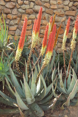 Aloe petricola