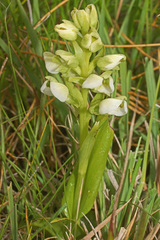 Pterygodium leucanthum