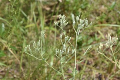 Eupatorium lancifolium