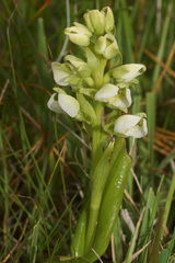 Pterygodium leucanthum