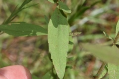 Eupatorium lancifolium