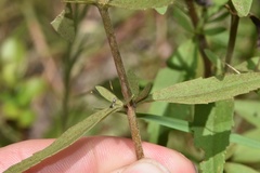 Eupatorium lancifolium