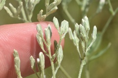 Eupatorium lancifolium