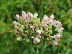 Allium suaveolens