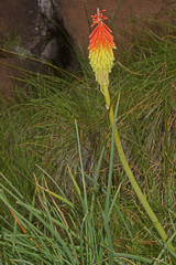 Kniphofia triangularis