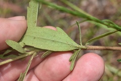 Eupatorium lancifolium