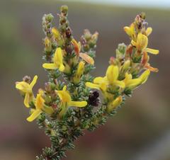 Aspalathus ericifolia ericifolia
