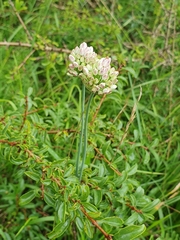 Allium suaveolens