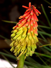 Kniphofia triangularis