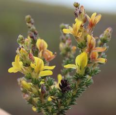 Aspalathus ericifolia ericifolia