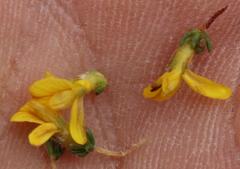 Aspalathus ericifolia ericifolia